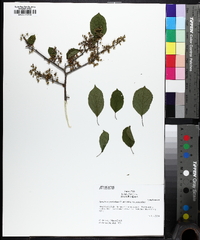 Symplocos paniculata image