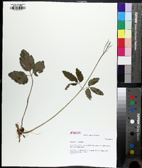 Cardamine diphylla image