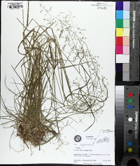 Poa sylvestris image