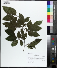 Carpinus tschonoskii image