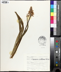 Camassia scilloides image