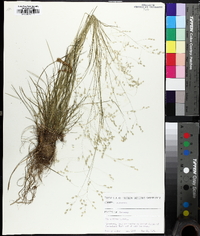 Poa autumnalis image