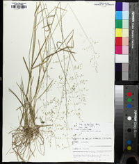 Poa sylvestris image