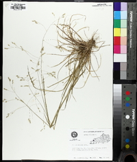 Poa autumnalis image