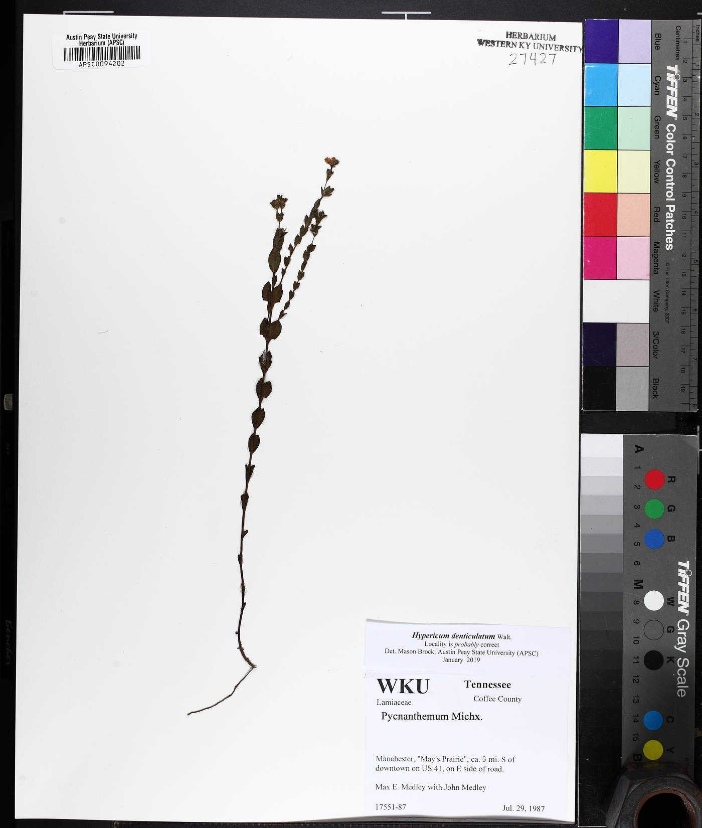 Hypericum denticulatum image