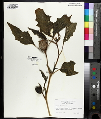 Datura stramonium image