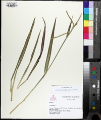 Paspalum laeve image