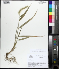 Setaria faberi image