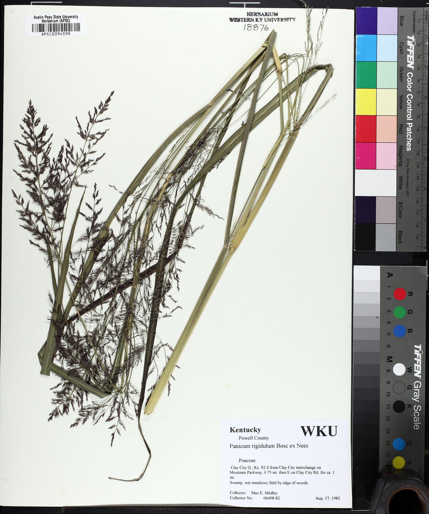 Coleataenia pulchra image
