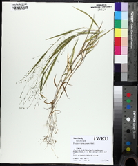 Kellochloa verrucosa image