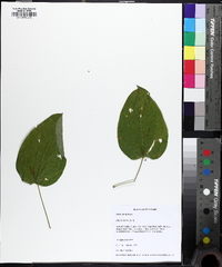 Smilax herbacea image