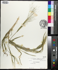 Panicum gattingeri image