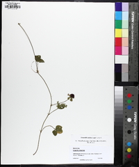 Potentilla indica image