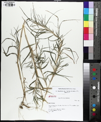 Muhlenbergia frondosa image