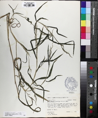 Muhlenbergia frondosa image