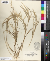 Muhlenbergia frondosa image