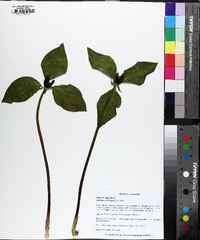 Trillium recurvatum image