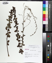 Desmodium ciliare image