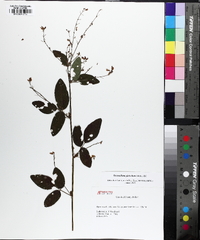 Desmodium glabellum image