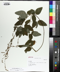 Desmodium glabellum image