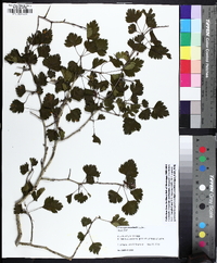 Crataegus marshallii image