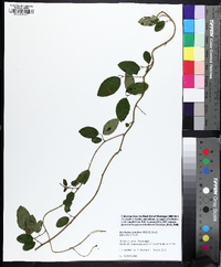 Berchemia scandens image