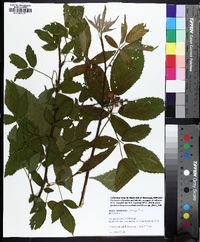 Rubus argutus image