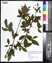 Rubus argutus image