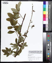 Rubus trivialis image