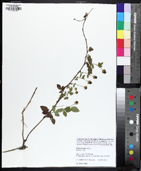 Rubus trivialis image