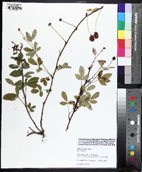 Rubus trivialis image