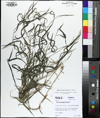 Muhlenbergia frondosa image