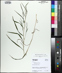 Muhlenbergia frondosa image