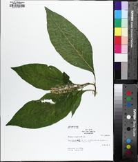 Image of Phytolacca japonica
