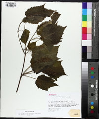 Acer spicatum image