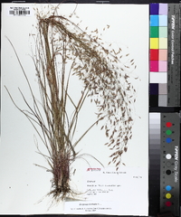 Eragrostis trichodes image