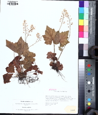 Tiarella stolonifera image