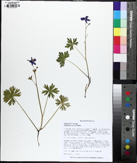 Delphinium tricorne image