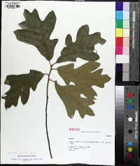 Quercus x willdenowiana image