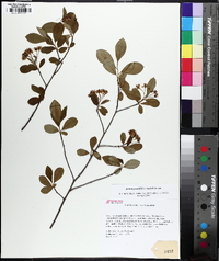 Aronia × prunifolia image