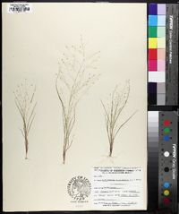 Eragrostis capillaris image