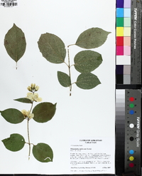 Philadelphus pubescens image