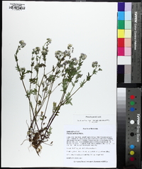 Phacelia purshii image