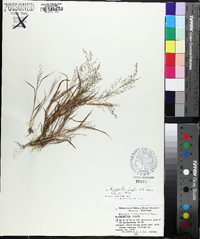 Eragrostis frankii image