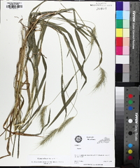 Elymus villosus image