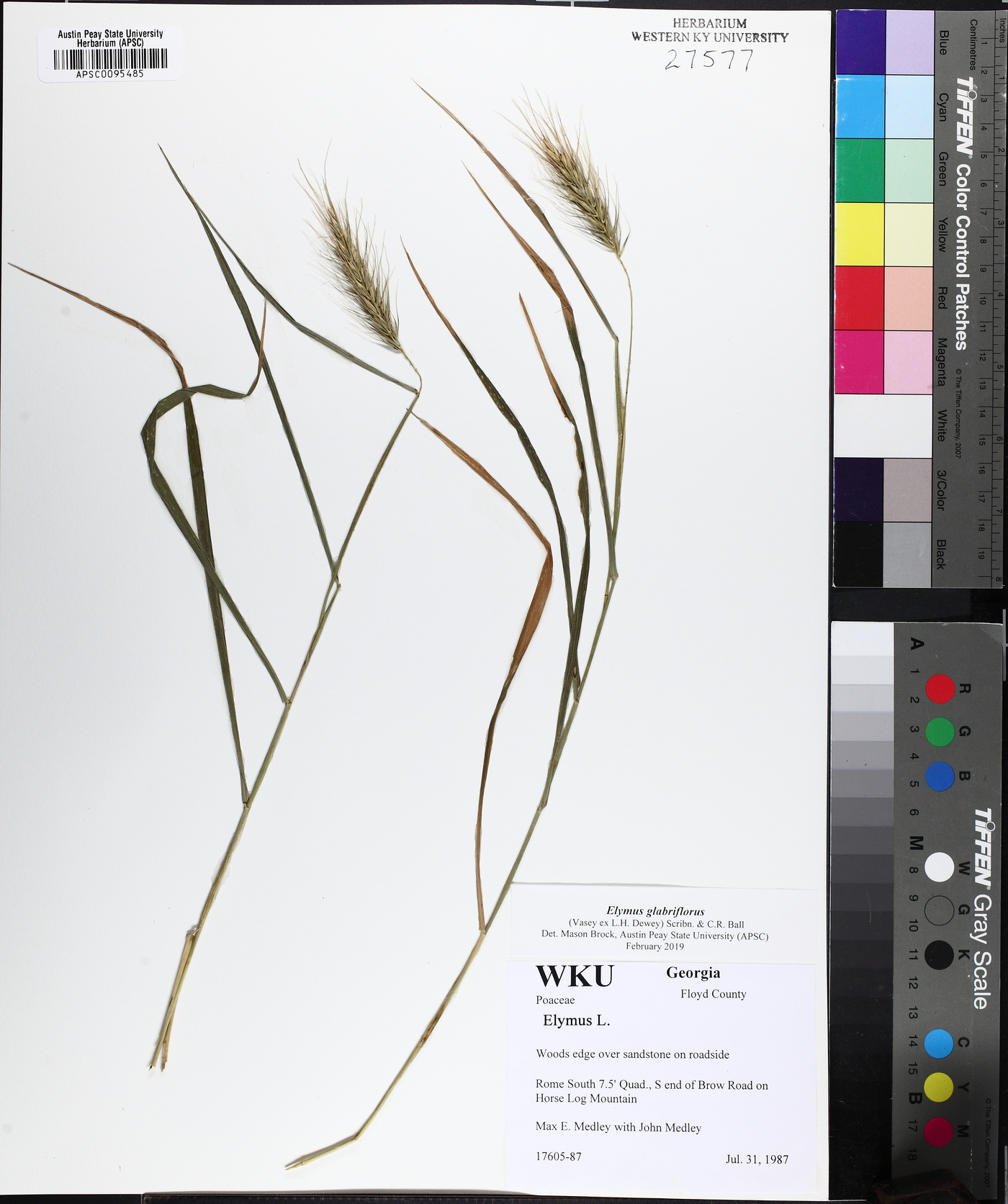 Elymus glabriflorus image