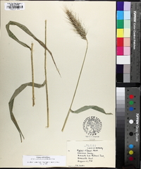 Elymus glabriflorus image