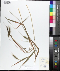 Elymus villosus image