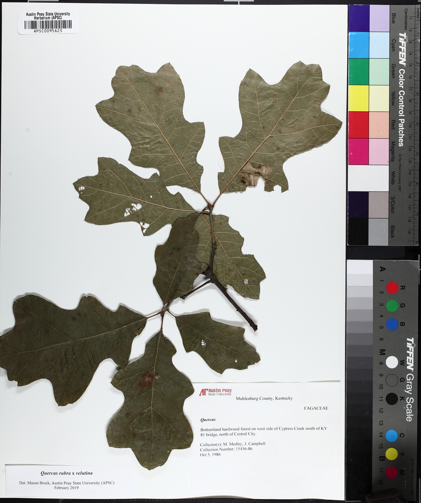 Quercus × hawkinsiae image