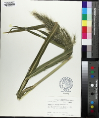 Echinochloa walteri image